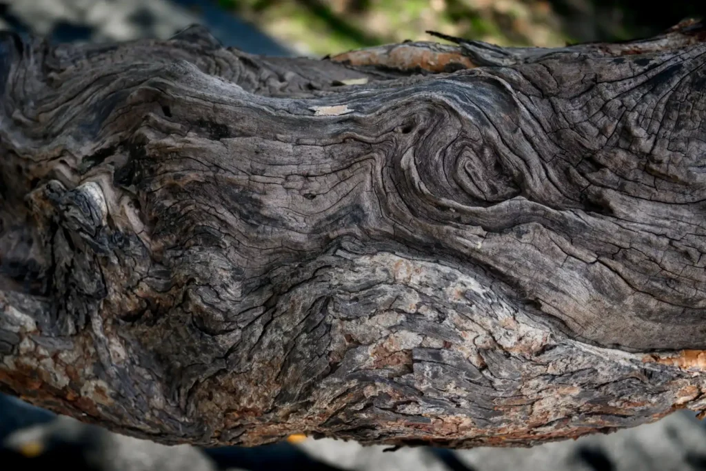 Changthong Heritage Park Chiang Mai boomstructuur