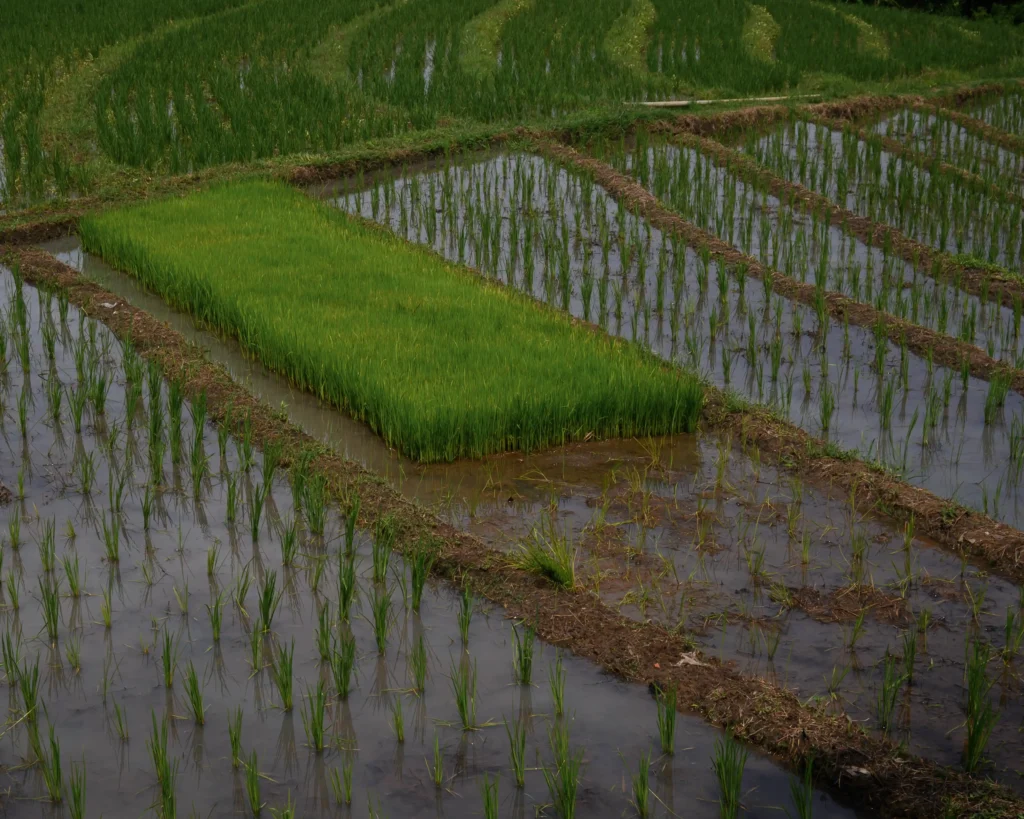 Rijstvelden op Bali gabah het startpunt van het verbouwen van rijst