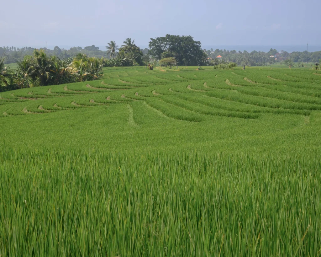 Rijstvelden op Bali - rijst verbouwen op Bali
