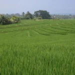 Rijstvelden op Bali - rijst verbouwen op Bali